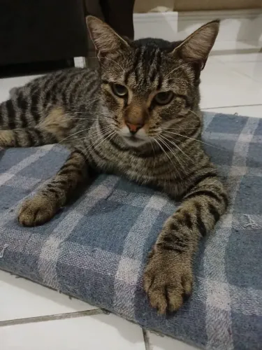 Gatas disponível pra doação 