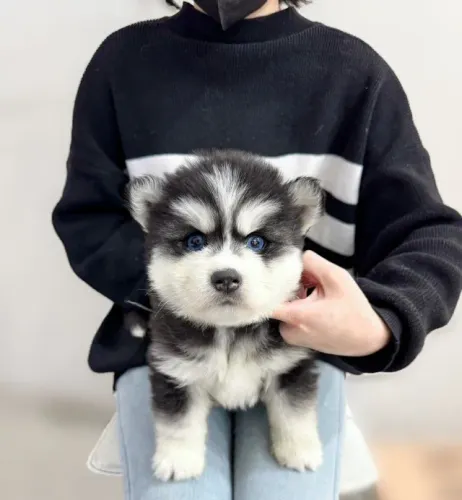Filhotinhos Husky Siberiano com olhos claros e rara estampa