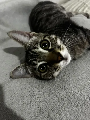 DOAÇÃO De GATO MACHO