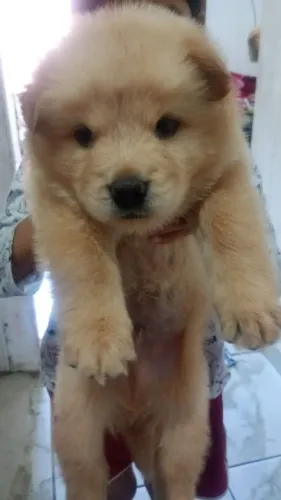 Chow Chow 