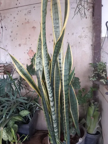Plantas já pegadas