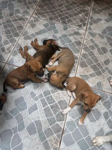 Cachorrinhos com 2 meses pra adoção pai pincher