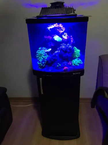 Aquario Curvo Boyu Mt-50 / Mt-508A Preto com luminária e equipamentos para MARINHO