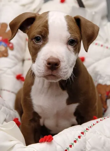Filhotes de Pitbull a sua espera valentes 