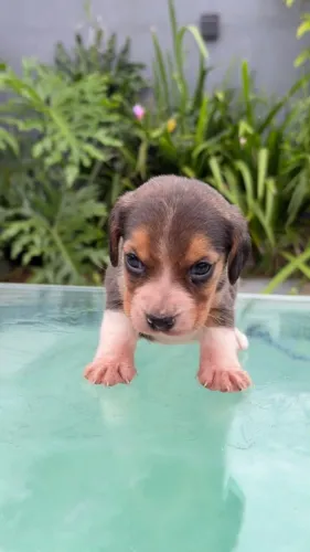 Beagle