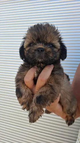 Cachorro shih tzu