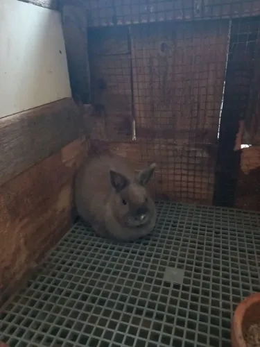 Coelhos netherland anão adulto 