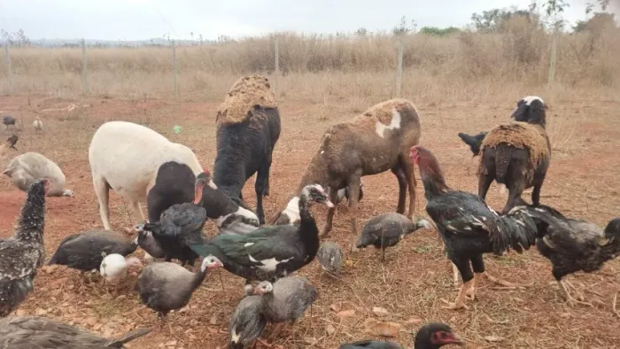Vendo carneiro 