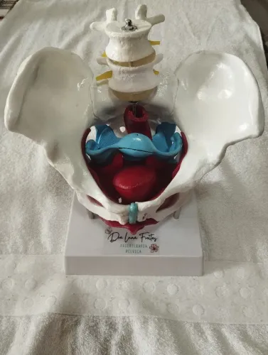 Vendo peça anatômica da pelve feminina 