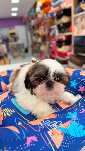 SHIH TZU MACHOS