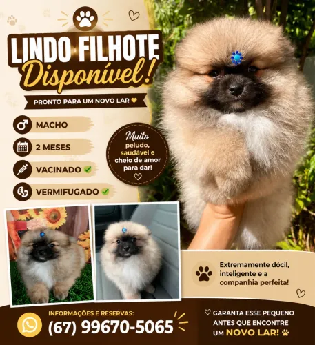 Spitz alemão macho