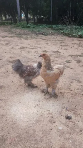 Casal de raça