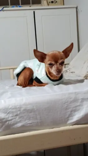 PINSCHER ADULTA PARA COMPANHIA!!! LER!!!