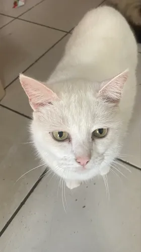 Doação de gato branco 