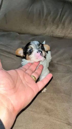 Cachorro yorkshire