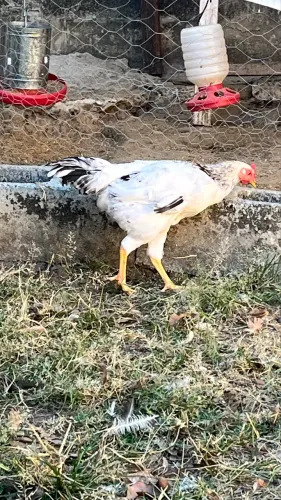 Galos e pintinhos caipira