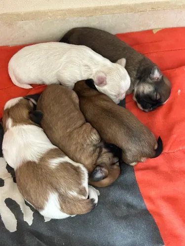 Filhotes de shih tzu fêmea e macho