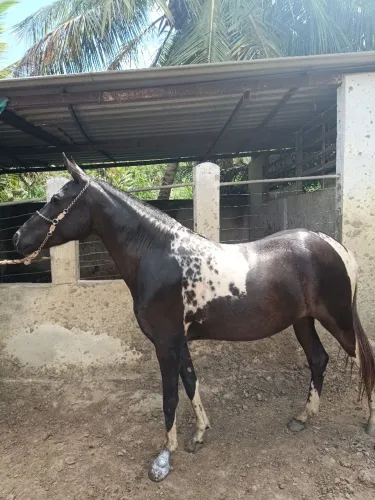 Potra mangalarga pampa de preto