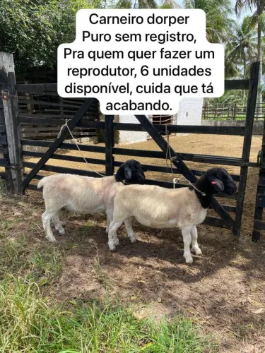 Carneiro dorper 
