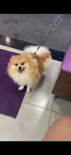 Lulu disponível para cruza