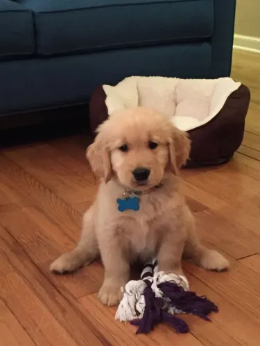 Filhotinhos golden retriever linhagem selecionada com saúde em dia dócil