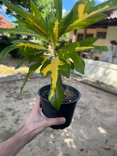 Vendo planta Cróton