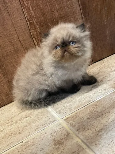 Gata persa