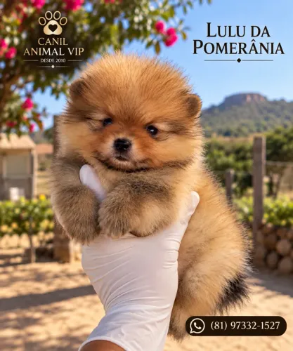 Filhotes de Lulu da Pomerania 