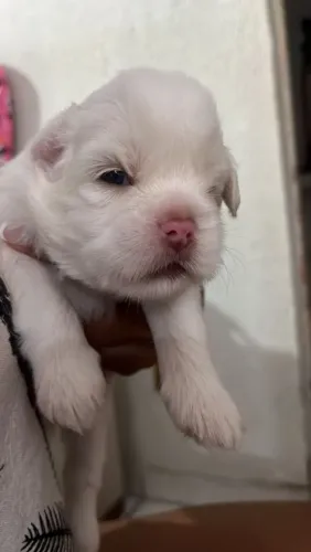 Fofinhos lhasa Apso