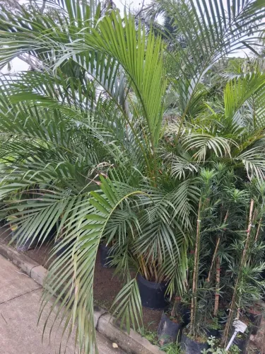 Palmeira Areca bambú 2 metros!!temos outros tamanhos!!
