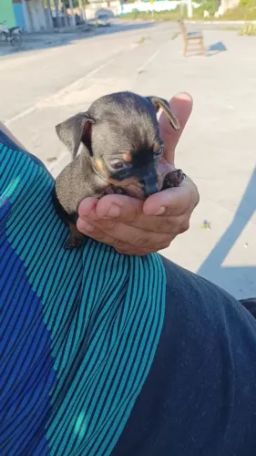 Pinscher micro