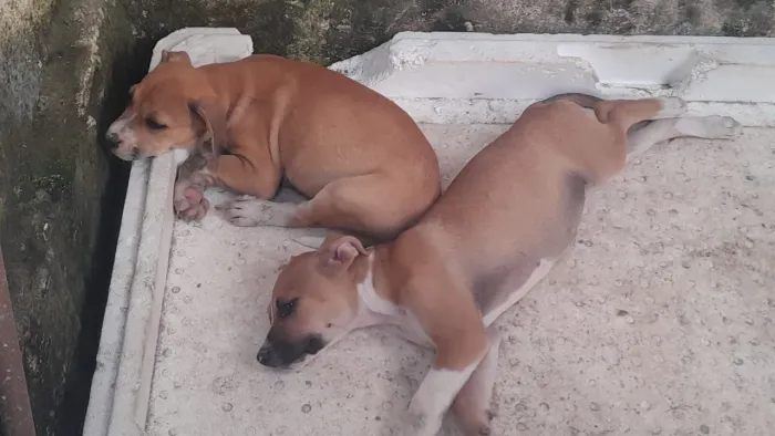 Lindos cães de 2 meses pra adoção porte grande