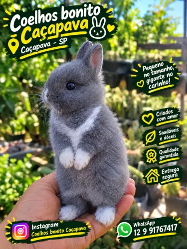 Coelho anão Netherland Dwarf pequenino 