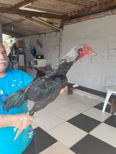 Galo shamo