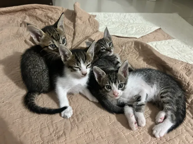 Gatinhos para adoção