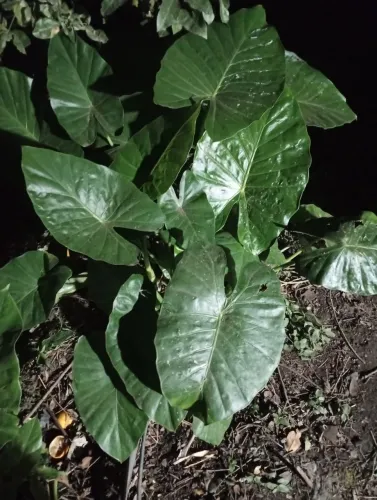 Vendo alocasia 