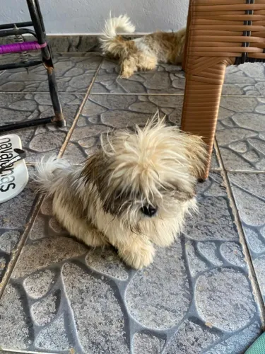 cachorro shitsu