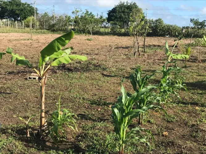 Excelente Granja no municipio de Monte Alegre no comum com 2.500 metros quadrados
