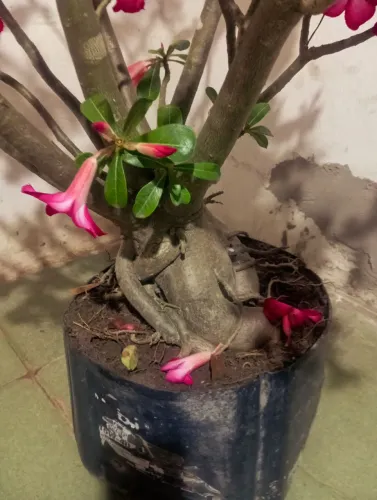 Rosa do deserto