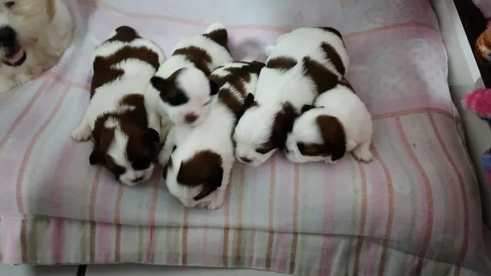 Filhotes Shih tzu fêmea 