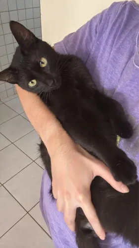 Lindo gatinho pra adoção responsável 