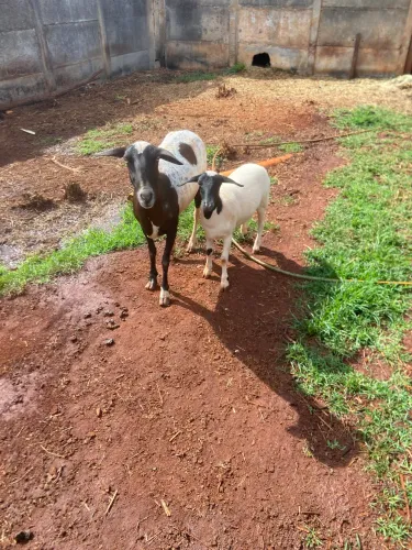 Vendo ovelha parida
