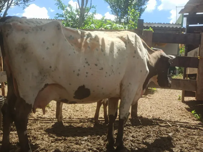 Vaca e bezerra.