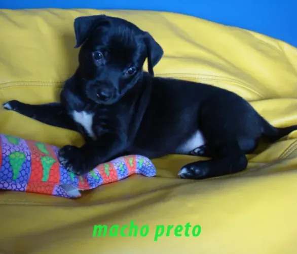 pinscher x fox
