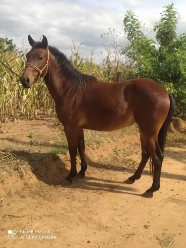  2.500 Reais potranca a venda