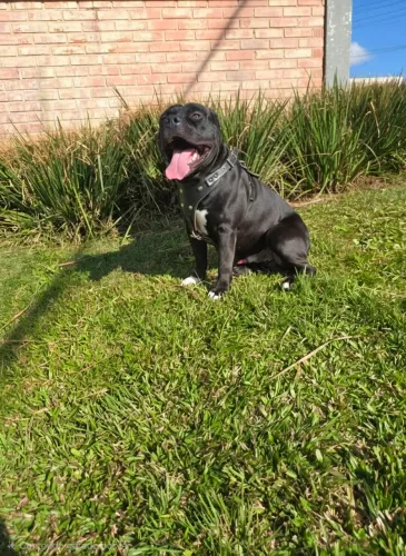 Pitbul para adocao