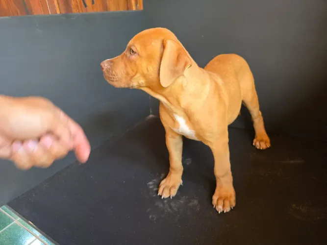 Filhotes de pitmonster com pedigree