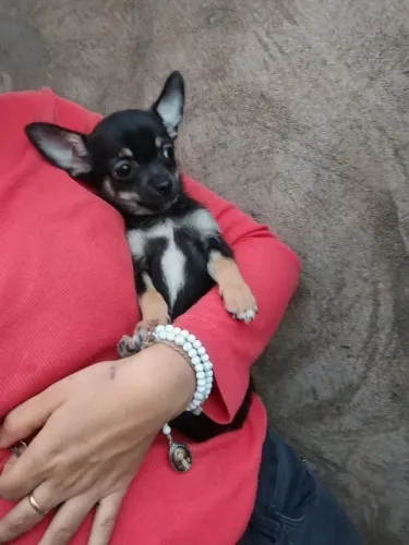 Lindo Chihuahua Pelo Curto Macho Da Cor Black Tan de 4 Meses Vacinado