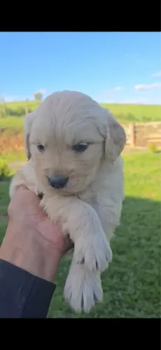 Golden retriever 