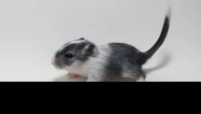 Vendo 2 filhotes de gerbil ( Esquilo da Mongólia)